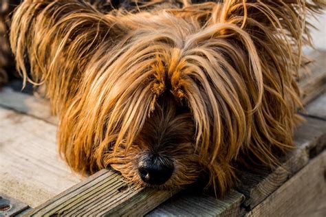 Where Did Yorkshire Terriers Come From?