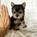 White And Black Teacup Yorkie