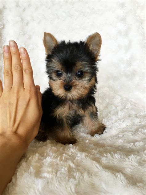 White And Black Teacup Yorkie