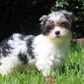 White And Black Yorkie