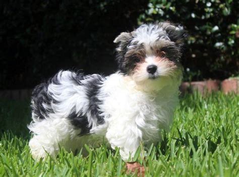 White And Black Yorkie