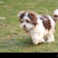 White And Brown Yorkie