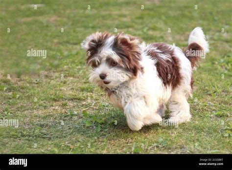 White And Brown Yorkie