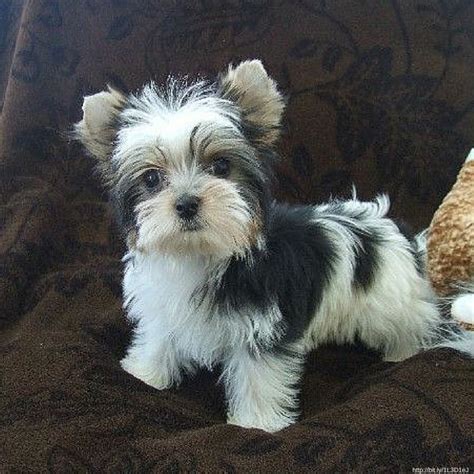 White And Gray Yorkie