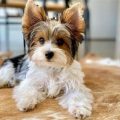 White Black And Brown Yorkie