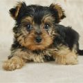 White Cute Teacup Yorkie