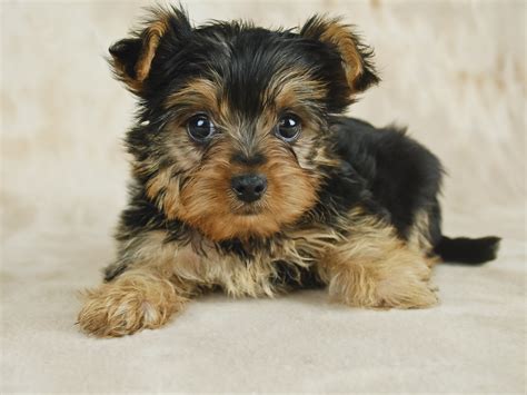 White Cute Teacup Yorkie