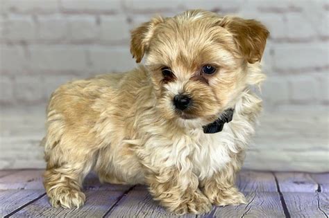 White Teacup Yorkie Poo