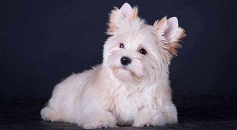 White Yorkie Dogs