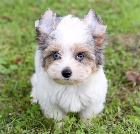 White Yorkie With Blue Eyes