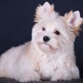 White Yorkshire Terrier