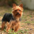 Who Named the Yorkshire Terrier Breed?