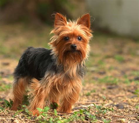 Who Named the Yorkshire Terrier Breed?