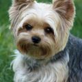 Who Really Created Yorkshire Terriers?