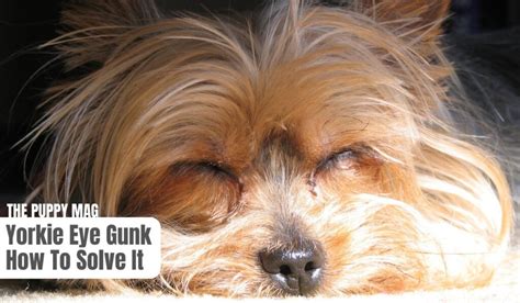 Why Do Yorkies Get Eye Discharge? Solutions Inside!