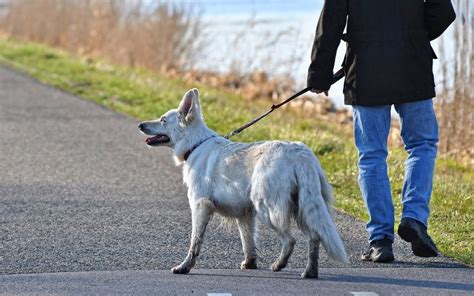 Why Do Yorkies Hate the Leash? Solve It!