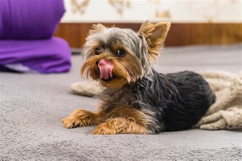 Why Do Yorkies Lick Their Paws