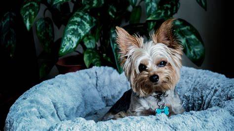 Why Do Yorkies Love to Dig? Expert Guide