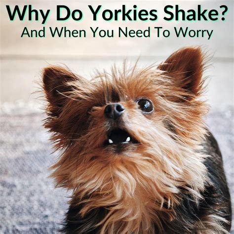 Why Do Yorkies Shake So Much