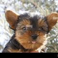 Why Do Yorkies Stick Their Tongue Out