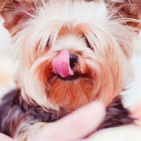 Why Does My Yorkie Bark at Everything?