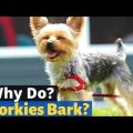 Why Does My Yorkie Bark at Strangers?