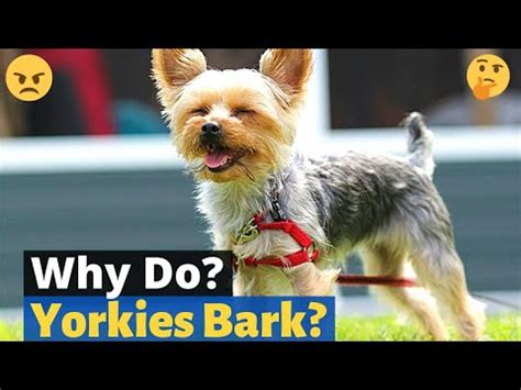 Why Does My Yorkie Bark at Strangers?