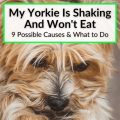 Why Does My Yorkie Shake After Eating