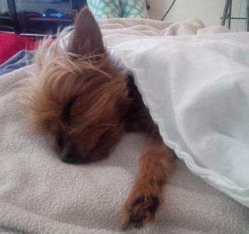 Why Does My Yorkie Shake When Sleeping