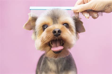 Why Grooming Is Essential for Yorkie Health