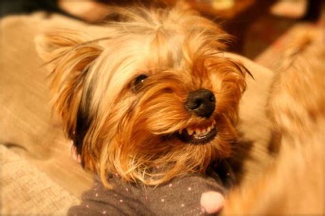 Why Is My Yorkie Aggressive? Solutions