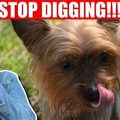 Why Is My Yorkie Digging? Stop It Now!