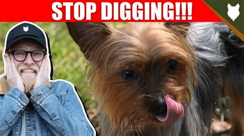 Why Is My Yorkie Digging? Stop It Now!