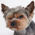 Why Is My Yorkie Growling? Fix It Fast