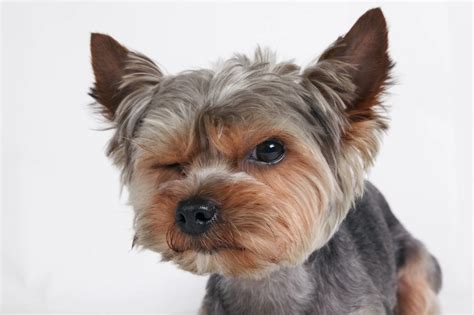 Why Is My Yorkie Growling? Fix It Fast