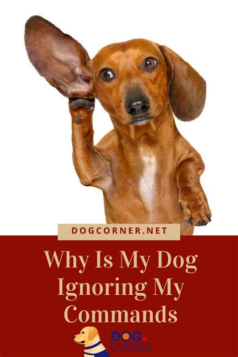 Why Is My Yorkie Ignoring Commands?