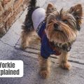 Why Is My Yorkie Shivering