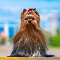 Why Is My Yorkshire Terrier Shedding So Much?