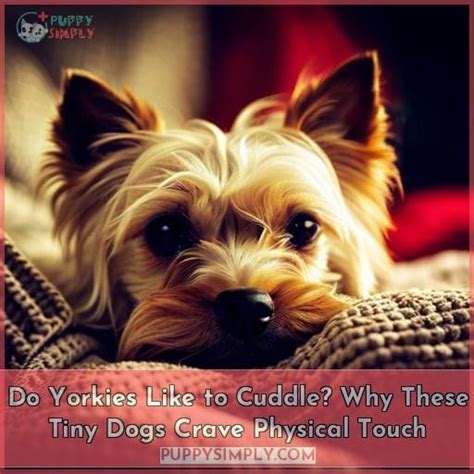 Why Some Yorkies Avoid Cuddles