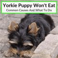 Why Won’t My Yorkie Eat? 6 Common Reasons