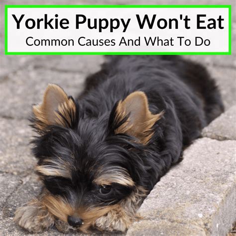 Why Won’t My Yorkie Eat? 6 Common Reasons