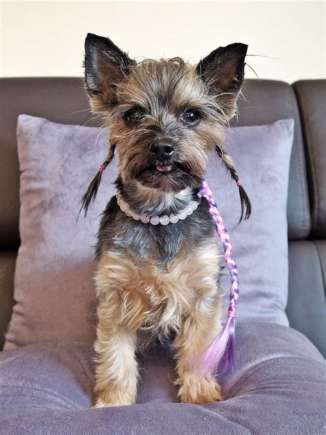 Why Yorkshire Terriers Are Fashionable Pets