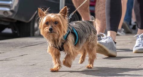 Why Yorkshire Terriers Are Ideal for Seniors