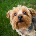 Why Yorkshire Terriers Are Perfect for Small Spaces