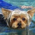 Why Yorkshire Terriers Love Water in Summer