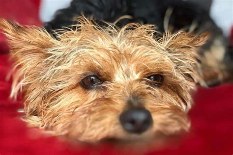 Why Yorkshire Terriers Need Extra Water in Summer