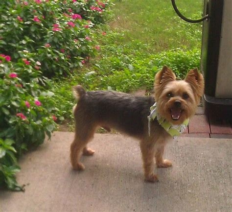 Why Yorkshire Terriers Need Shade in Summer