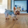 Why Yorkshire Terriers Thrive in Small Homes