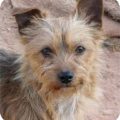 Wire Fox Terrier Yorkie Mix