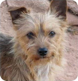 Wire Fox Terrier Yorkie Mix